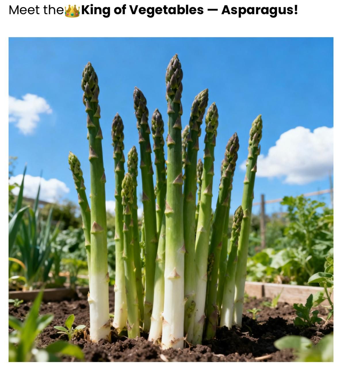 Organic Asparagus Herbs Vegetable Seeds with booster (pack of 2)