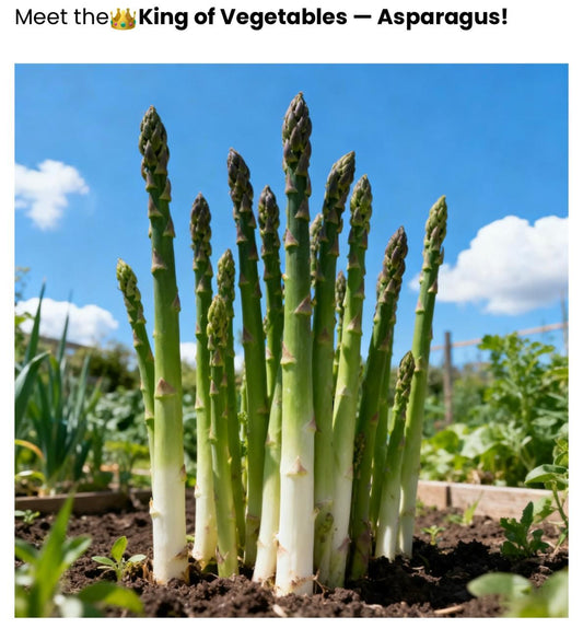 Organic Asparagus Herbs Vegetable Seeds with booster (pack of 2)